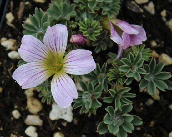 Picture of Oxalis 'Beatrice Anderson'