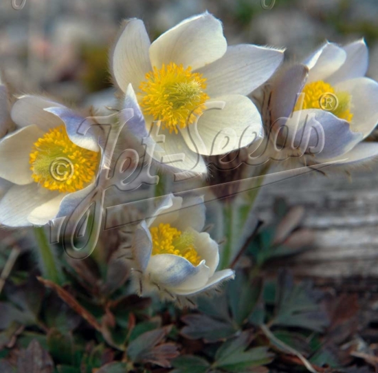 Picture of Pulsatilla vernalis
