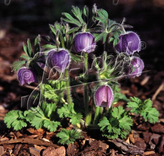 Picture of Pulsatilla tatewakii