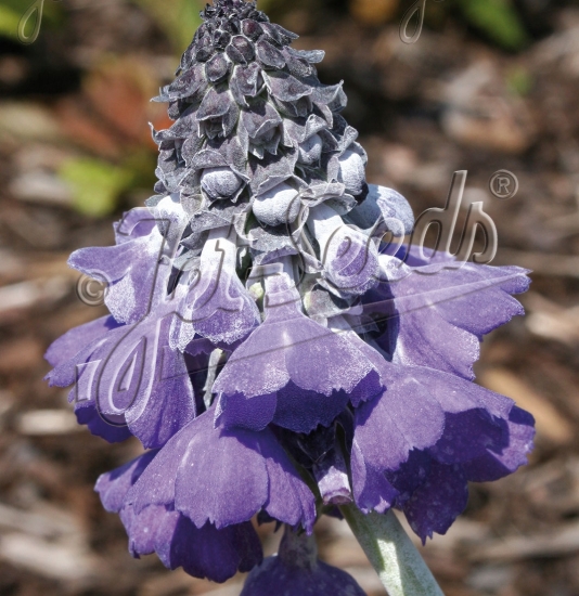 Picture of Primula flaccida