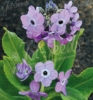 Picture of Primula sinopurpurea