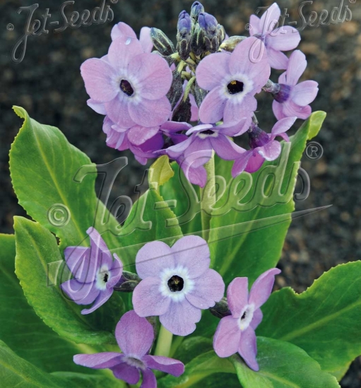 Picture of Primula sinopurpurea