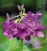 Picture of Primula sinopurpurea