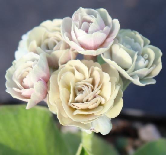 Picture of Primula auricula 'Ice Cap'