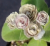 Picture of Primula auricula 'Ice Cap'