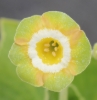 Picture of Primula auricula 'Theodora'