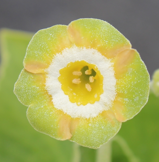 Picture of Primula auricula 'Theodora'
