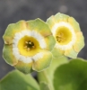 Picture of Primula auricula 'Theodora'