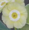 Picture of Primula auricula 'Twiggy'