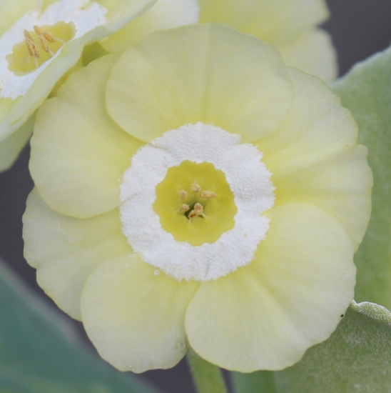Picture of Primula auricula 'Twiggy'