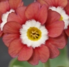 Picture of Primula auricula 'Brownie' Sgl.