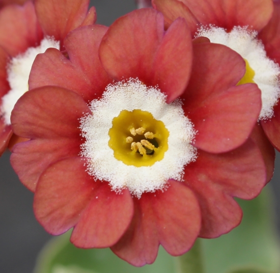 Picture of Primula auricula 'Brownie' Sgl.