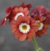 Picture of Primula auricula 'Brownie' Sgl.