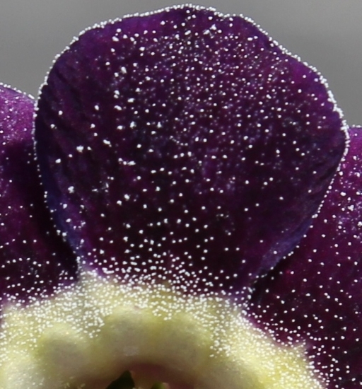 Picture of Primula auricula 'Starling'