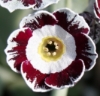 Picture of Primula auricula 'Star Wars'