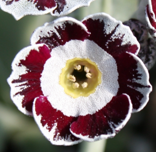 Picture of Primula auricula 'Star Wars'