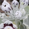 Picture of Primula auricula 'Star Wars'