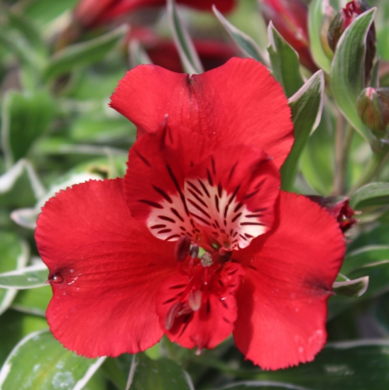 Picture of Alstroemeria 'Princess Katiana'
