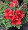 Picture of Alstroemeria 'Princess Katiana'