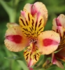 Picture of Alstroemeria 'Duchess Marguerite'