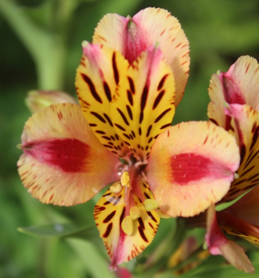 Picture of Alstroemeria 'Duchess Marguerite'