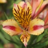 Picture of Alstroemeria 'Duchess Marguerite'