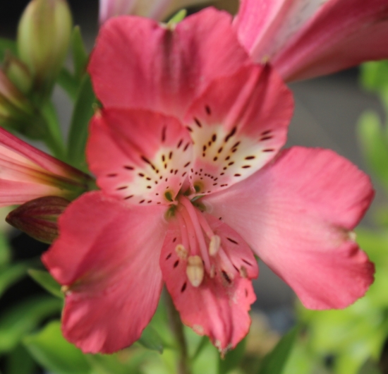 Picture of Alstroemeria 'Inca Coral'