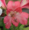Picture of Alstroemeria 'Inca Coral'