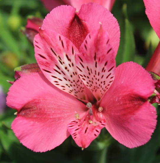 Picture of Alstroemeria 'Inca Candy'