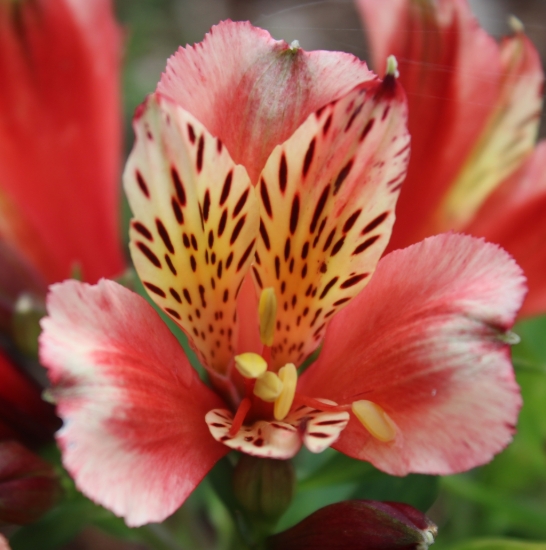 Picture of Alstroemeria 'Inca Husky'