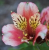 Picture of Alstroemeria 'Inca Husky'