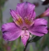 Picture of Alstroemeria EP.PIII
