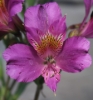 Picture of Alstroemeria EP.PIII
