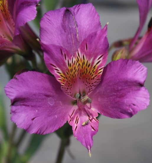Picture of Alstroemeria EP.PIII