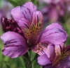 Picture of Alstroemeria EP.PVI