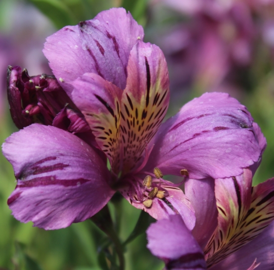 Picture of Alstroemeria EP.PVI