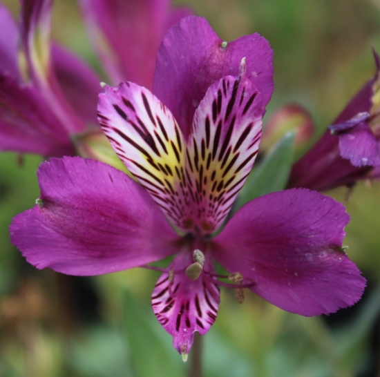 Picture of Alstroemeria EP.PVIII