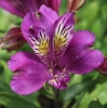 Picture of Alstroemeria EP.PVIII