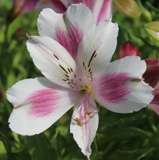 In June, the main bloom season
