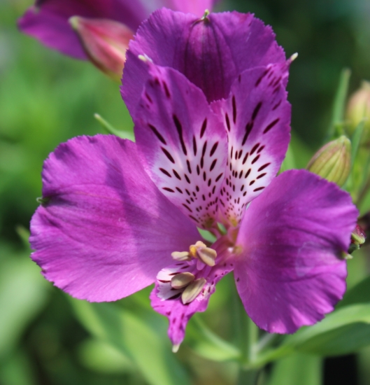 Picture of Alstroemeria EP.GPI