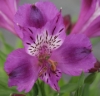 Picture of Alstroemeria EP.GPI