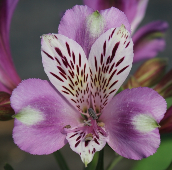 Picture of Alstroemeria EP.LI