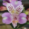Picture of Alstroemeria EP.LI