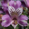 Picture of Alstroemeria EP.LI