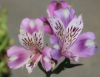 Picture of Alstroemeria EP.LI