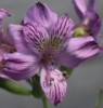 Picture of Alstroemeria EP.LII