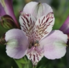 Picture of Alstroemeria EP.LIII