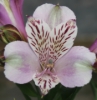 Picture of Alstroemeria EP.LIII