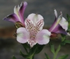 Picture of Alstroemeria EP.LIII