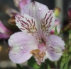 Picture of Alstroemeria EP.LIII